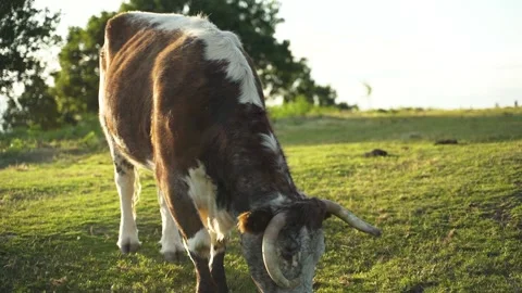 Bull in a Field Stock Footage 139146204