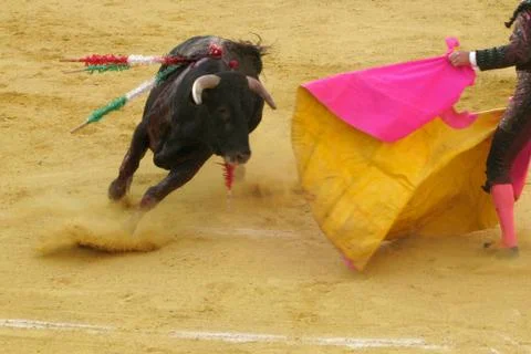 Bull fighting Stock Photos