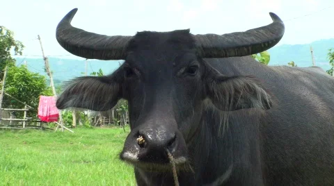 Bull Stock Footage 636379