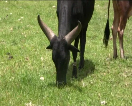 Bull Stock Footage 740489