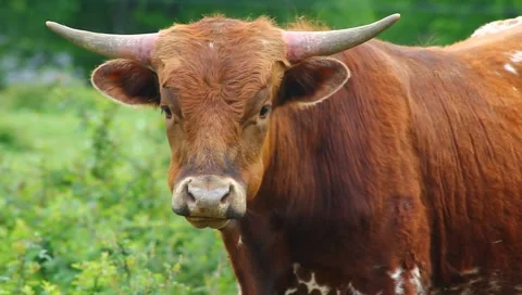 Bull Stock Footage 4886153