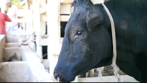 Bull Stock Footage 8660390