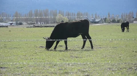 Bull Stock Footage 10916275