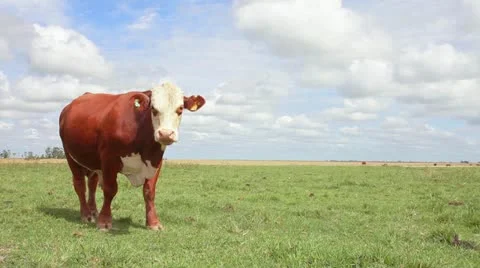 Bull Stock-Footage 21975986