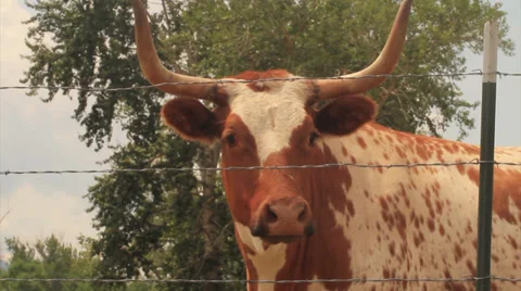 Bull 스톡 동영상 35193851