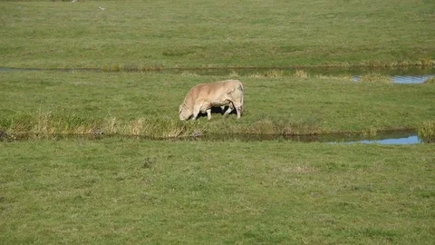 Bull Stock Footage 82621681