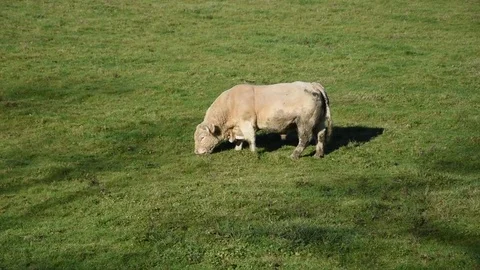 Bull Stock Footage 82622115