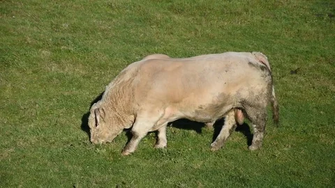 Bull Stock Footage 82650669