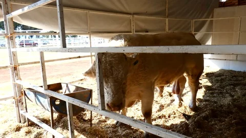 Bull Stockbeeldmateriaal 120769431