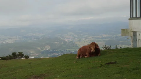 The Bull Stock Footage 143142534