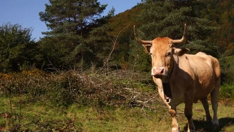 Bull in the forest Nature background Stock Footage 80660760