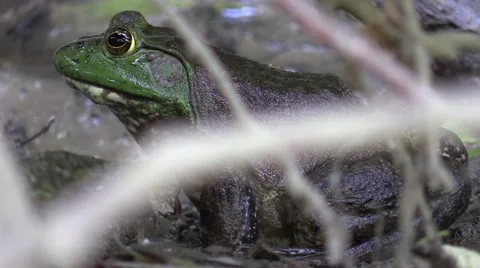 Bull frog hiding under fallen tree Stock Footage 64793189