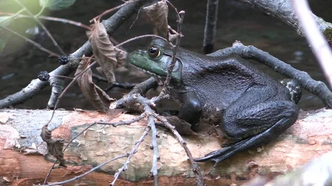Bull frog on a log next to river Stock Footage 116753224