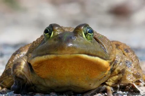 Bull frog Stock Photos