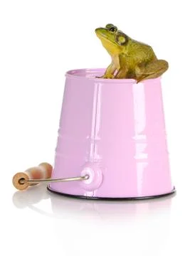 Bull frog Stock Photos