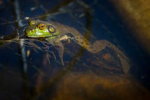 Bull Frog waiting on the surface for bugs Stock Photos