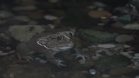 Bull frog in water Stock Footage 35479096