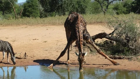 A bull giraffe is drinking at a waterhole while a Burchell's zebra approaches Stock Footage 340488495