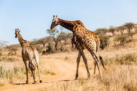 Bull Giraffe Mating Season wildlife Stock Photos