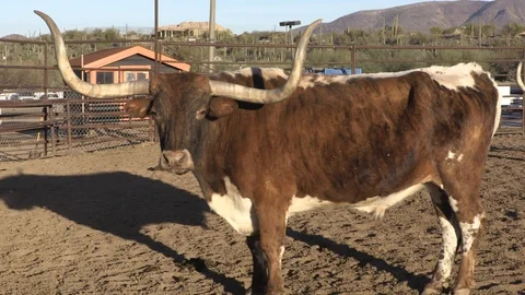 Bull glancing over Stock Footage 93774022