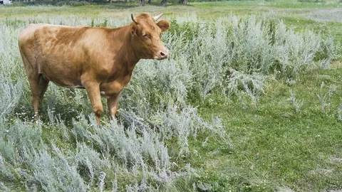 Bull in the grass 库存影片 93412203