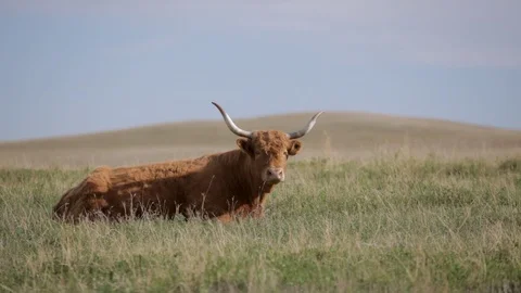 A bull in a grassy field Stock Footage 90826313
