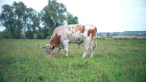 A bull is grazing in the field. Eats grass. Walking in the meadow. Stock Footage 114388913