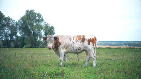 A bull is grazing in the field. Eats grass. Walking in the meadow. Video stock 114388919
