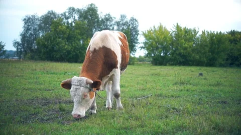 A bull is grazing in the field. Eats grass. Walking in the meadow. Stock Footage 114388935