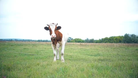A bull is grazing in the field. Eats grass. Walking in the meadow. Stock Footage 114388942
