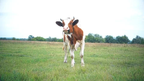 A bull is grazing in the field. Eats grass. Walking in the meadow. Stock Footage 114388963