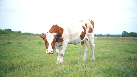 A bull is grazing in the field. Eats grass. Walking in the meadow. Stock Footage 114388978