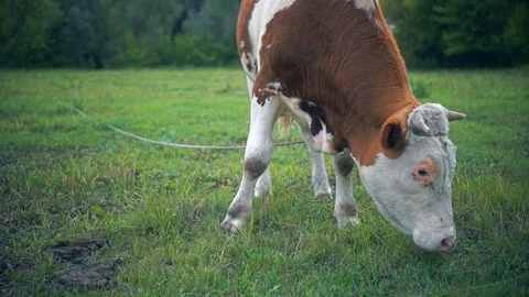 A bull is grazing in the field. Eats grass. Walking in the meadow. Stock Footage 114388985