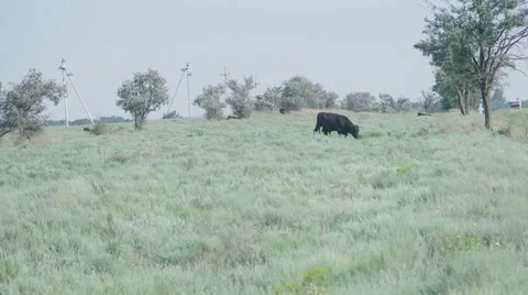 Bull grazing in the field Stock Footage 53198953