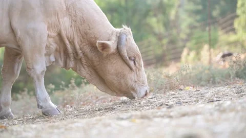 Bull grazing Stock Footage 139737974