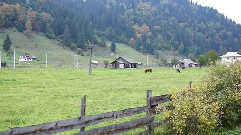 Bull grazing under the mountain. Stock Footage 76524688