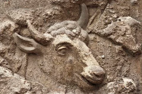 Bull head Stock Photos