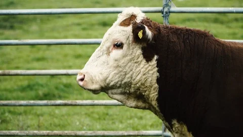 Bull head side Stock Footage 102315471