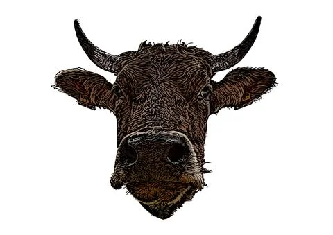 Bull head vector illustration Stock Illustration