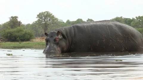 Bull hippo snorting and blowing air through nostrils Stock-Footage 46374023