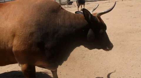 Bull on a hot day Stock Footage 8715216