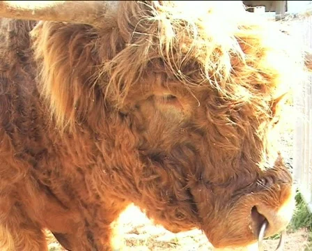 Bull II Video stock 84988
