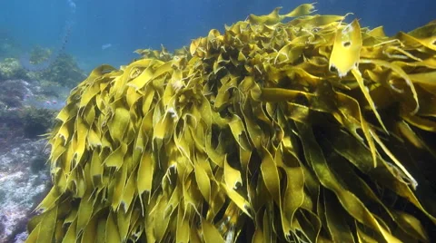 Bull kelp seaweed moving in current underwater Stock Footage