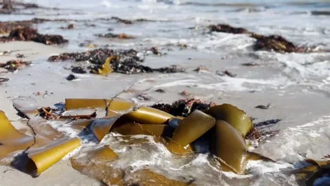 Bull Kelp at waters edge. Stock Footage 219527745