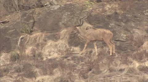 THE BULL KUDU: Stock Footage 50620988