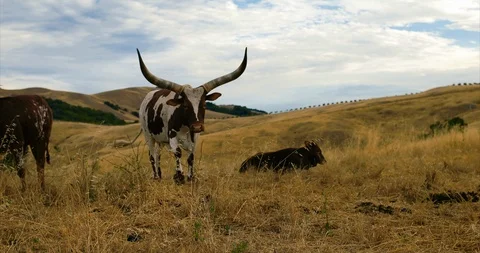 Bull with large horns in paddock. Vidéo 88377632