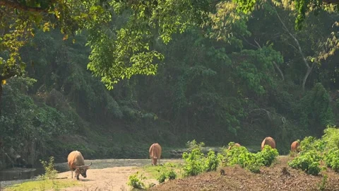 A bull on the left seen stooping its head down smelling and looking for Stock Footage 256066549