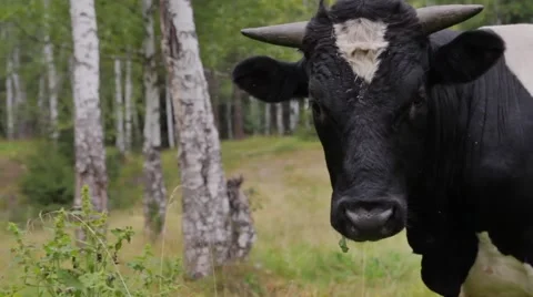 Bull looking at the camera 動画素材 40475863