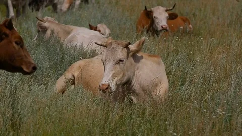 Bull lying on the grass in the field. Stock Footage 77598214