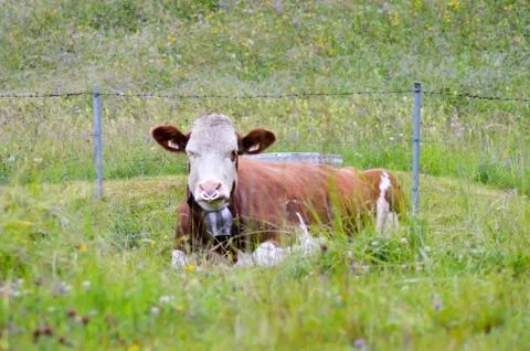 Bull lying in the grass Stock Photos